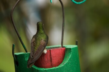 hummingbird perched on a feeder
