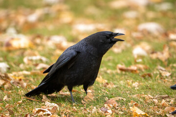 American Crow taken in central MN