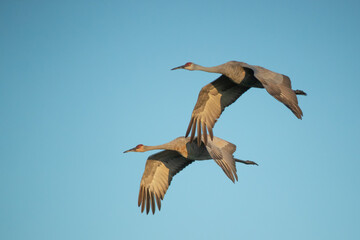 Sandhill Crane in flight taken in central Wisconsin