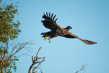 Bald Eagle juvenile takeing off taken in southern MN