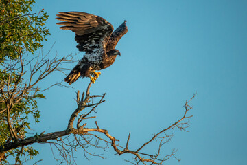 Bald Eagle juvenile takening off taken in central Wisconsin