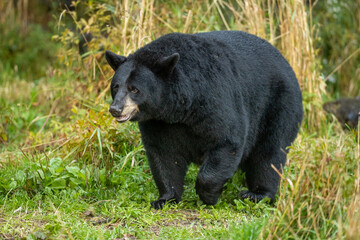 Fototapeta premium Black Bear boar taken in northern MN in the wild