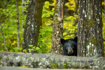 Black Bear in woods taken in northern MN in the wild