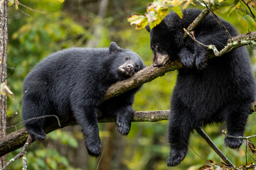 Black Bear Cubs in tree sleeping taken in northern MN in the wild