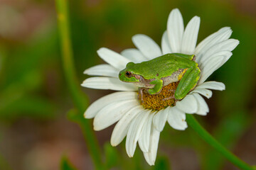 Gray Tree Frog on Daisy Taken in central MN