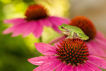 Gray Tree Frog on Cone Flower Take in central MN