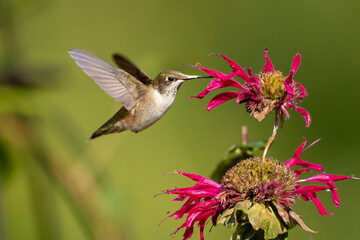 Ruby-throated Hummingbird at flower taken in central MN