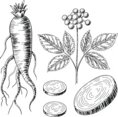 Vintage illustration of a ginseng root plant with berries and sliced roots