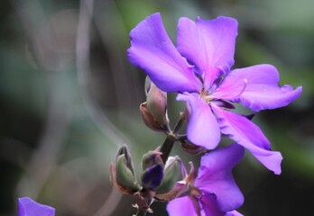 Quaresmeira roxa (Tibouchina granulosa) 