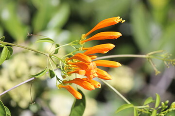 Flor-de-s&atilde;o-jo&atilde;o (Pyrostegia venusta) Caldas, Chapada do Araripe, Barbalha, Cear&aacute;, Brasil