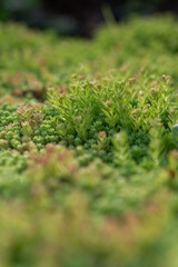 Tiny fleshy leaves of a stonecrop plant in close-up on the plant. 
