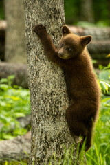 Black Bear Cub taken in northern MN in the wild © Stan