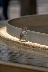 Sparrow at the Fountain