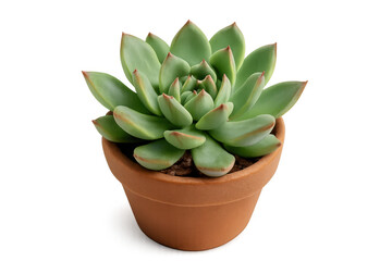 Fototapeta premium Small terracotta pot containing a beautiful green echeveria succulent plant, isolated on a transparent background