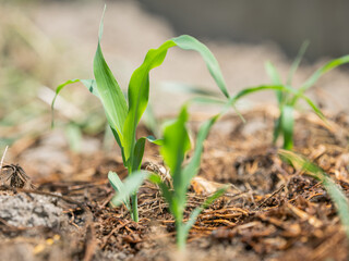 野菜畑のとうもろこしの芽　農業