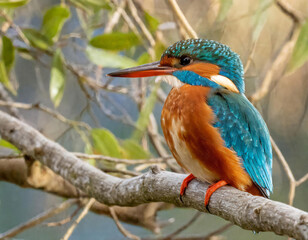 Kingfisher perched on branch with blurred background