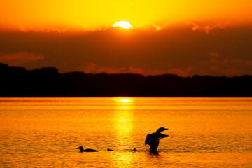 Common Loon family at sunset taken in central MN