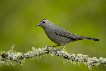 Obraz premium Gray Catbird taken in central MN in the wild