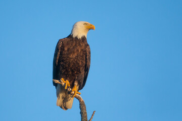 Obraz premium Bald Eagle adult perched taken in central MN