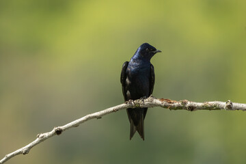 Obraz premium Purple Martin male taken in central MN