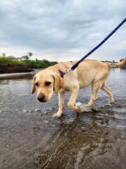 Golden retriever puppy on a leash walking on the beach