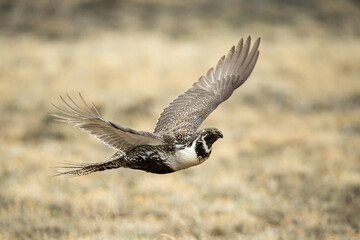 Sage Grouse in flight taken in Colorado in the wild