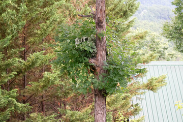 Pine tree in the forest