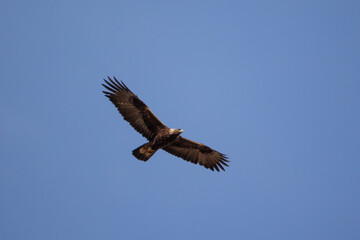 Fototapeta premium Golden Eagle adult in flight taken in SE MN