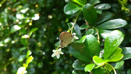 The Euchrysops cnejus butterfly lands on a Hokiantea (Ehretia microphylla) or Fukien tea flower. This plant is also known as Hokianti, Fukien tea tree.