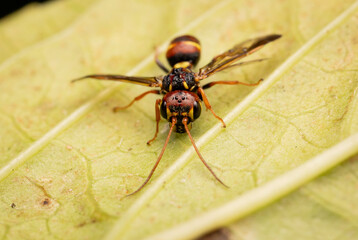 Potter Wasp, Narooma, NSW, June 2025