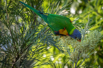 Rainbow lorikeet (Trichoglossus moluccanus), Narooma, NSW, October 2024