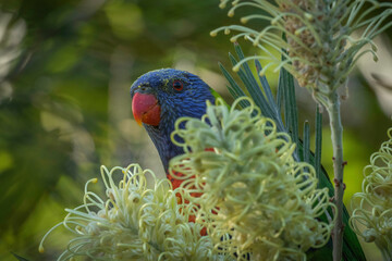 Rainbow lorikeet (Trichoglossus moluccanus), Narooma, NSW, October 2024