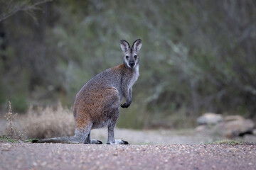 Red-necked Wallaby (Macropus rufogriseus), Woodstock Nature Reserve, ACT, May 2025