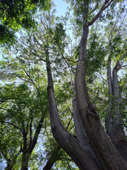 Fototapeta premium View of crowns of deciduous tress against blue sky. 