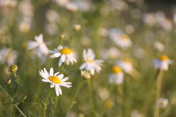Beautiful chamomile flowers growing in garden, closeup