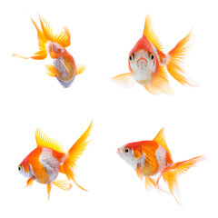 Beautiful bright goldfish on white background, collage