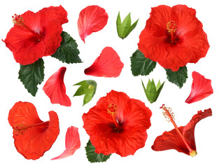 Beautiful red hibiscus flowers and green leaves on white background, collage