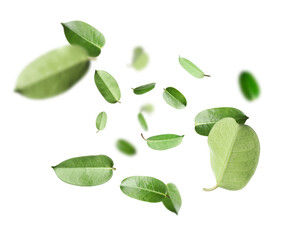 Fresh green leaves flying on white background