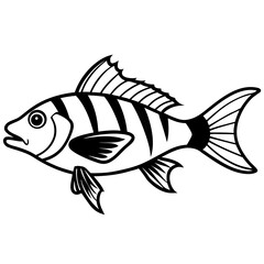 Minimal Hogfish Line Illustration