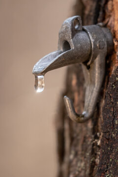 Maple sap spile dripping sap taken in southern MN
