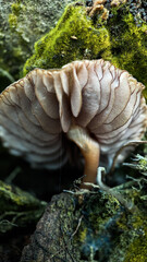 Small brown mushroom growing on a decayed tree macro photography 