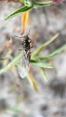 a winged ant macro photography