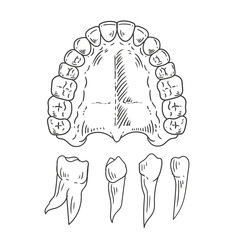 Set of original hand-drawn illustrations of teeth  in a minimalist style. illustrations for posters, cards, dental clinics, and graphic design.