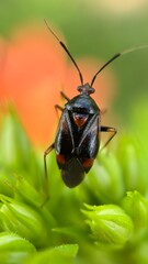 Red spotted plant bug (deraeocoris ruber) macro photography. 