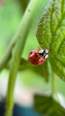 Obraz premium Ladybug (lady beetle) macro photography. A close up of orange bug. 
