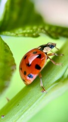 Ladybug (lady beetle) macro photography. A close up of orange bug. 