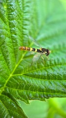 A close up of a long hoverfly insect flying over a green leaf. Macro photography