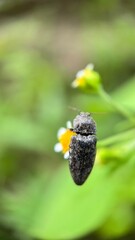A close up of a mottled dingy-brown click beetle. Macro photography. 
