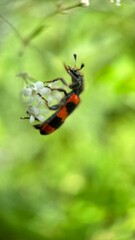Bee-eating beetle macro photography.