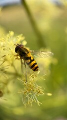 Black and yellow color hoverfly nectaring a flower macro photography. 
